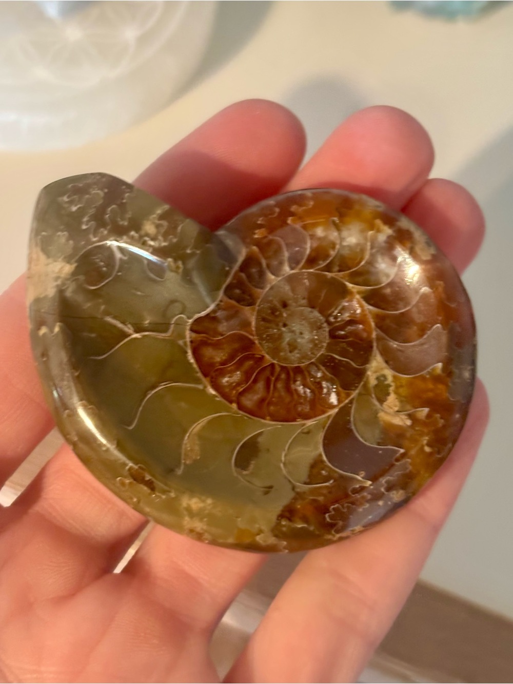 🐚 Polished Ammonite Fossil Trinket Dish 🐚